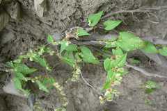 Rumex vesicarius
